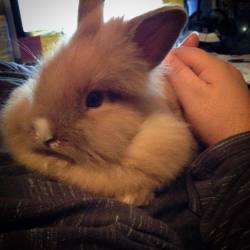 gingersnapsbunny:  6 months ago today, we brought home our little fluff butt Ginger. This is a picture from day one, she was all fur and only about 6&quot; long, and had the tiniest little ears! We love her so much. ❤️🐰❤️ #bunniesofinstagram