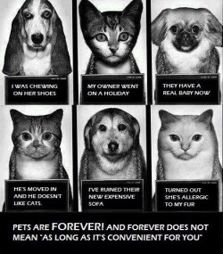 yourlipsandskintheytasteofsin:horrorcutie:  give-a-fuck-about-nature:  Companion animals are forever…not just a hobby.  !!!!!!!!!!!!!!!!!  This.