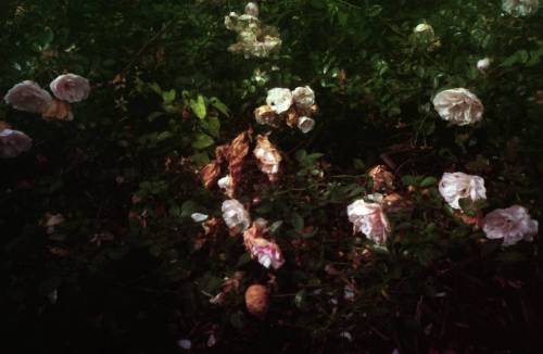 vagabondedlife:  konica big mini 