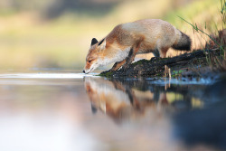 cuiledhwenofthegreenforest:   Reflections