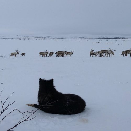 My herding dog keeping an close eye on the surroundings and the herd