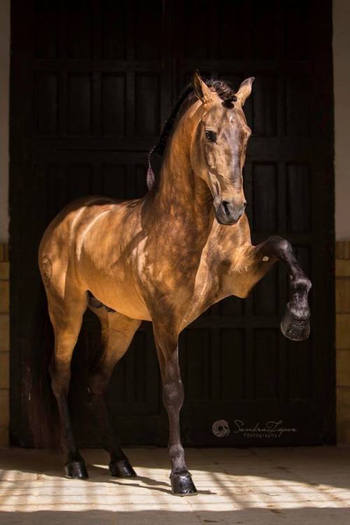 scarlettjane22:  PSL Stallion FUEGO FG owned &amp; trained byClémence Faivre Official   S