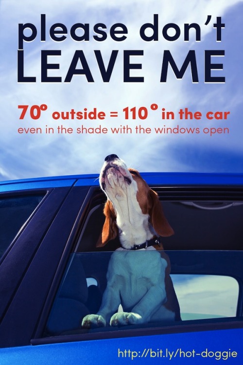 lakenormanhumanenc:Fido Will Love That Ride In The Car Just As Much This Fall! Please Love Your Do