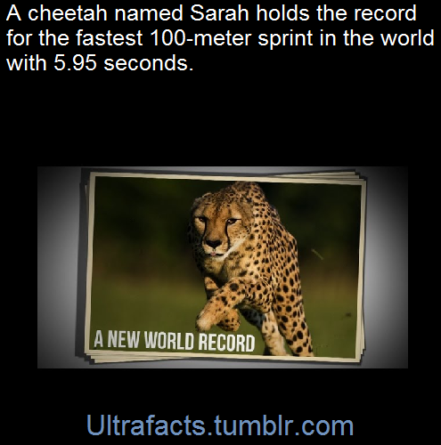 ultrafacts:    To put that in perspective, that’s almost 4 seconds faster than
