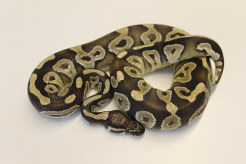 Mojave Royal Python at 888 Reptiles