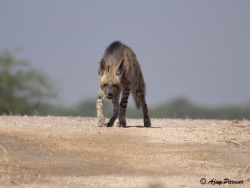 fuck-yeah-hyenas:  Striped Hyena by Ajay ParmarStriped Hyena