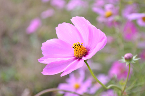 宮ノ下コスモス公苑2019台風の影響で倒れながらもきれいな花を咲かせておりました。