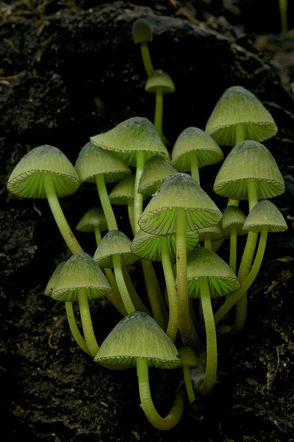 libutron:Glowing mushrooms - Mycena lux-coeli Like fireflies, luminescent squid, and other so-c