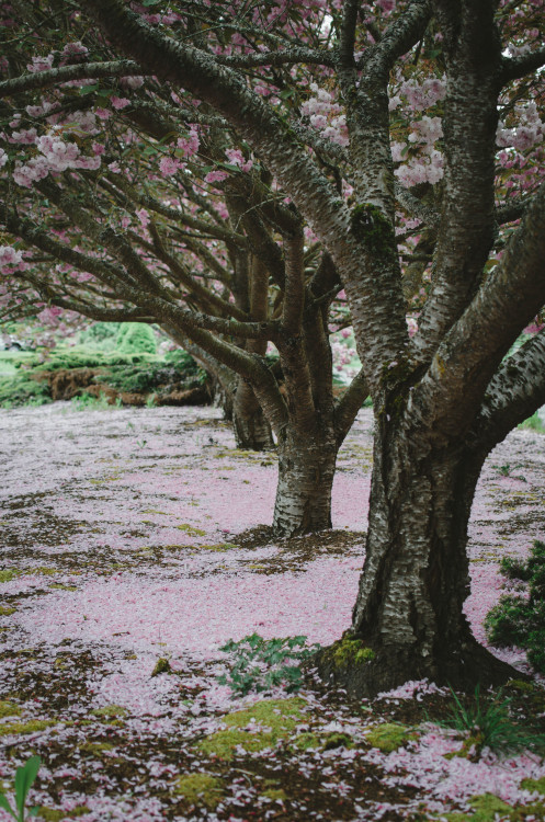 Loveliest of trees, the cherry now, is hung with bloom along the bough