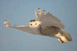fairy-wren:  Snowy Owl 