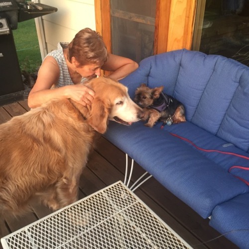 My person sized dog and my sisters cat sized dogs: a weird combination of technically the same anima