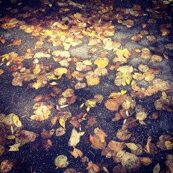 🍃🍂🍁🌿🍁🍂🍃 #lakeharriet #autumn #minneapolis #ilovefall (at Lake Harriet)