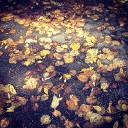 🍃🍂🍁🌿🍁🍂🍃 #lakeharriet