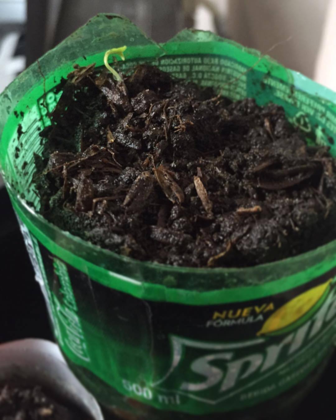#possibly #might #have #a #baby #tomato #plant   #replantedtomato #replanted #tomatoplant