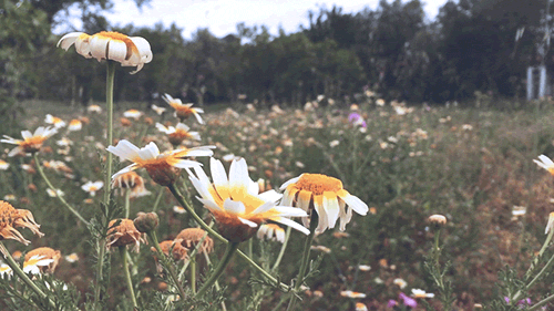 pedromgabriel:  - Hiking among wild daisies -by Pedro Gabriel