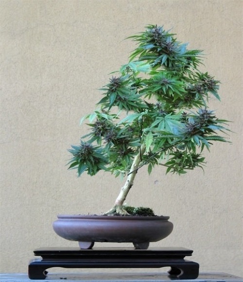 reddlr-trees: A Mary J Bonsai Tree!!! I want one