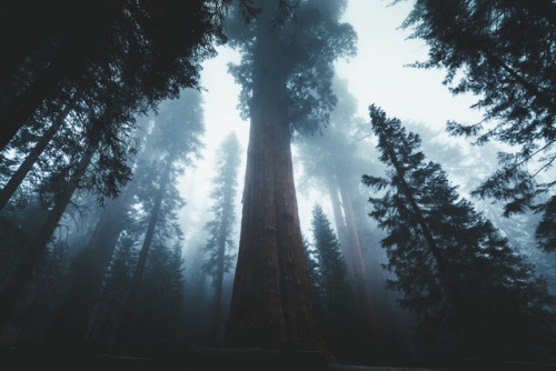 jasonincalifornia: General Sherman in the Mist Instagram/////Society6