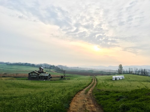 Rolling hills of rye at Anseong Farmland, founded in 1969 with support from West Germany.Anseong Far