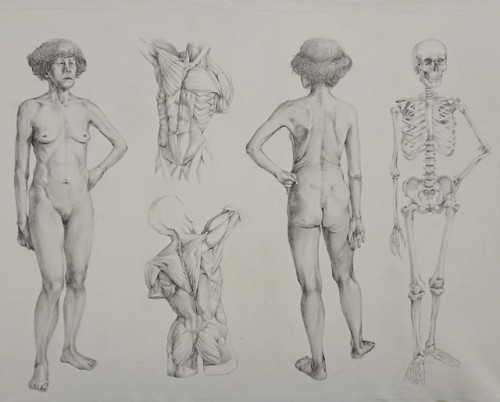 Anatomy drawing, body