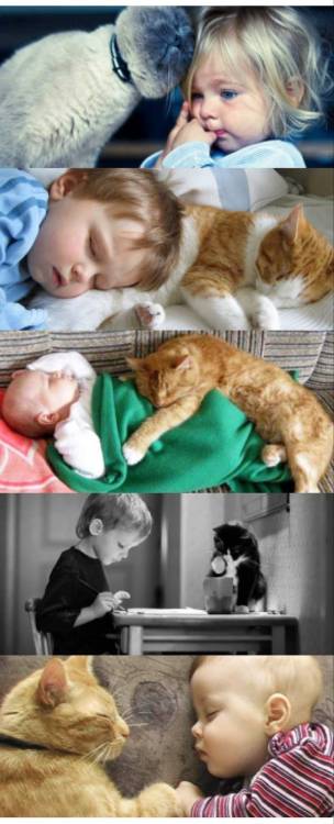 cat-memorial:   Babies and pets  lovely  ええなあ～(*´∀｀)