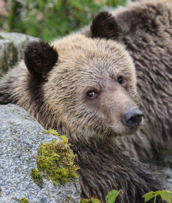 magicalnaturetour:   	Wild Grizzly cub by Chris Parker    	Via Flickr: 	Just as I photographed a mother and her two cubs, this young cub looked and made direct eye contact….a lovely moment for me, before he returned to watching mum salmon fishing  