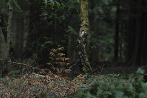 buron: The Wren Trail (xiv) ©sydburon - July ‘16