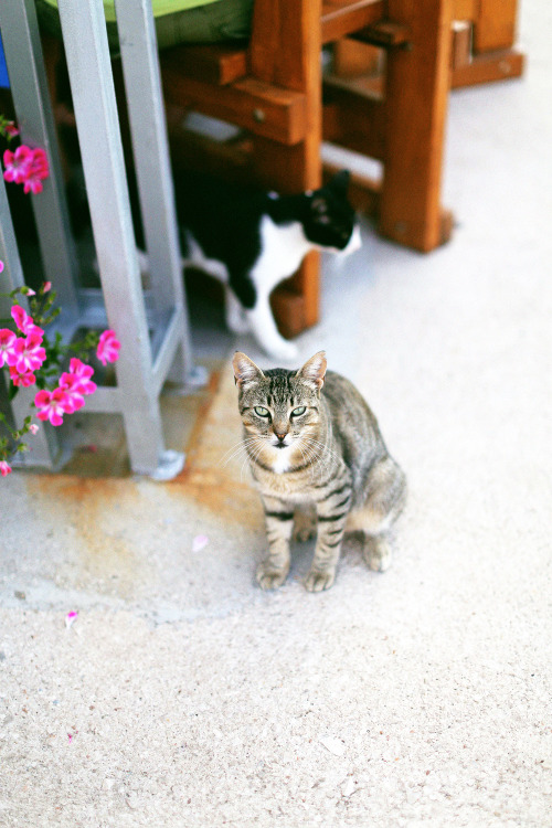 So many cats roaming the islands of Croatia. 