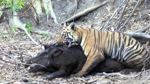 Go Mizzou! Beat arKansas!