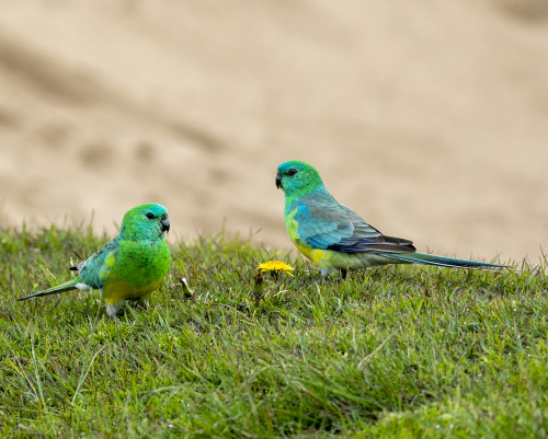 2021: A pair of male Red-rumped Parrots (Psephotus haematonotus), at my inner-city Sydney golf cours