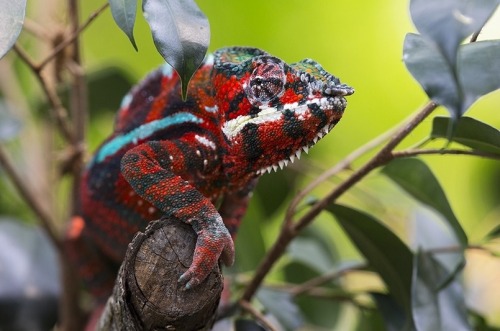 Panther Chameleon(Michael Angst)