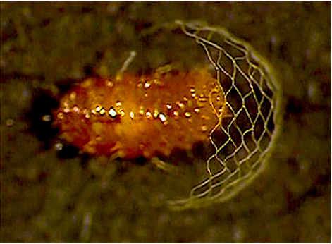 rotifers:  scientificvisuals:  Spongillafly larvae (genus Climacia) weaving distinctive chain-link cocoons. They spin another cocoon inside the fence. Sources here and here. More images here.   I’ve seen adult spongillaflies but have yet to encounter