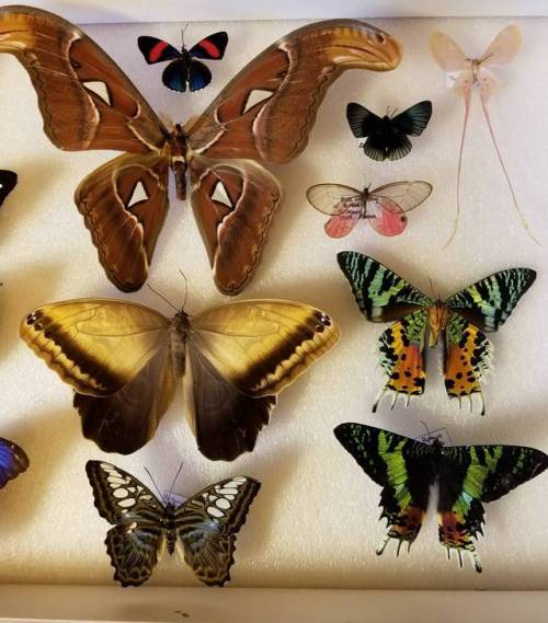 the9mm:Do all my Tumblr followers know I collect gross bugs? Cuz I do and I feel like they should kn
