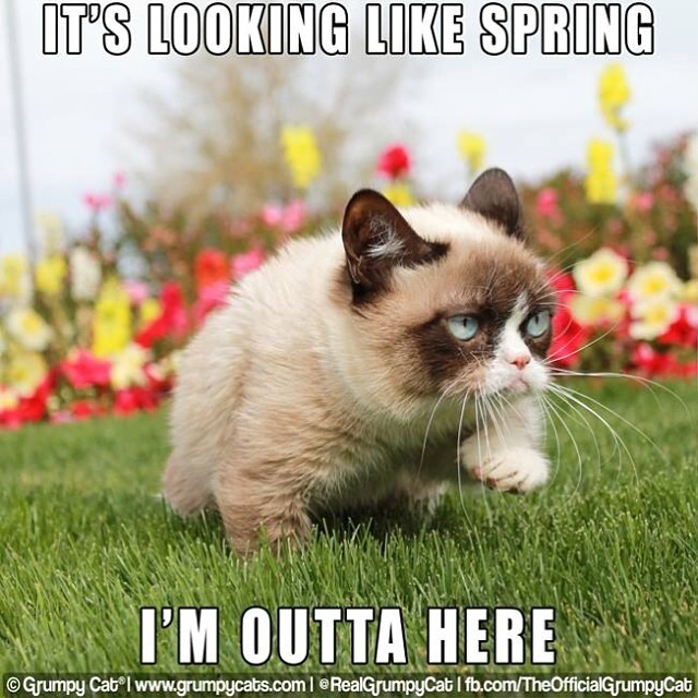 It looks like spring. I'm outta here! #GrumpyCat #Spring