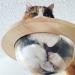 yoomsthefool:yoomsthefool:i spent winter putting up all these platforms on my walls for my cat and my biggest investment was these glass bowls made for cats to squish themselves into and it is easily the best idea I’ve hadwait omg i forgot the best