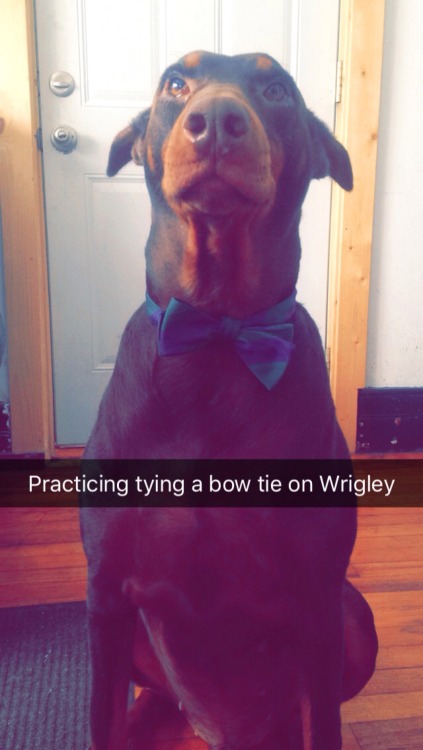 doberdogblog: What a patient test subject!! He looks some handsome doesn’t he!!!