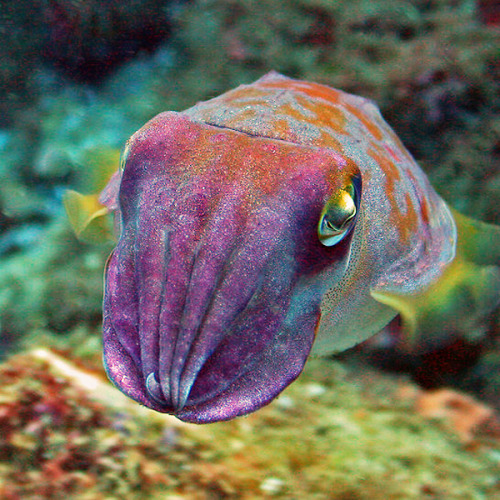 Porn happyfuckingcamper:  I require cuttlefish photos