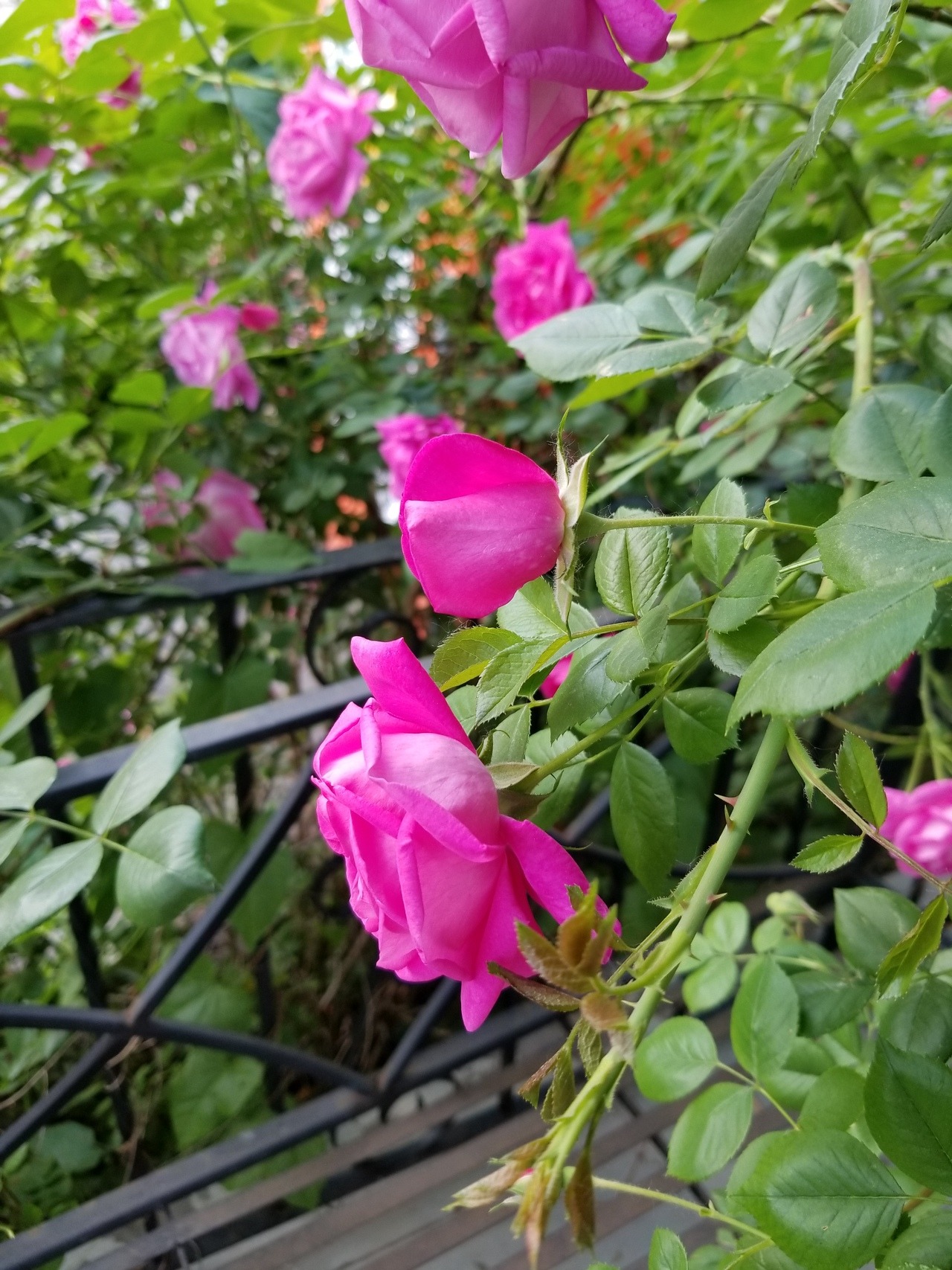 Roses in our yard and now in vases! 😍