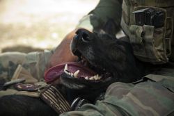 militaryarmament:  Not everyone who serves is human. Wilbur, a USMC working dog, lays back on his handler after conducting an explosives sweep on a build site for a police checkpoint in Helmand Province, Afghanistan. March 2013. 