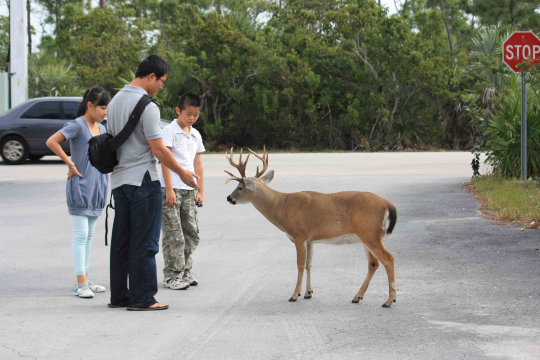 Animal sizes for comparison adult photos