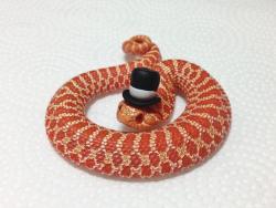 fluffybumsandscales:  Cutest baby hognose