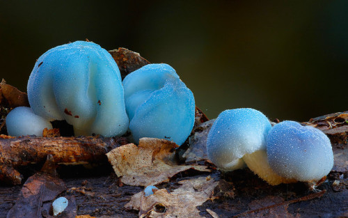 nubbsgalore:  a mushroom rainbow to put the fun in fungi. cause they don’t need psilocybin to be magic. and though some mushrooms are coloured as a toxicity warning to predators, many others are brightly coloured to instead attract potential spore