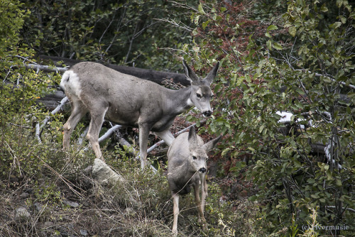 Creek Crossing: Mule Deer navigate a small stream, Yellowstone National Park, Wyomingriverwindphotog