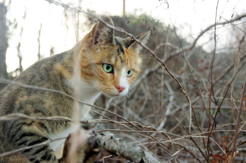 frolicingintheforest: Maggie is so photogenic, it’s ridiculous. &lt;3