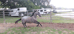 chase-me-charlie:  soundtrack-for-lovers:  Horse is scared of a bag on the end of a whip that he’s holding…  This will never not be funny and there will never be anything else that explains horses better. 