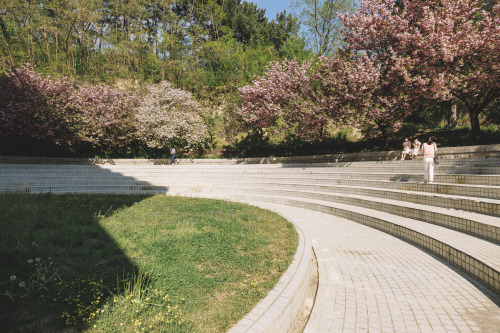 2022-04-16Spring, Double flowering cherry blossomsCanon EOS R3 + RF15-35mm f2.8L ISInstagram  |  hwa