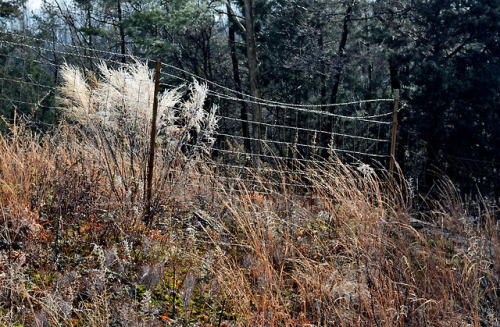 Frozen weed/fence Monterey, TN January 24, 2019jeffrey d hood