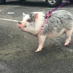 Pet pig on a leash. How do you guys feel