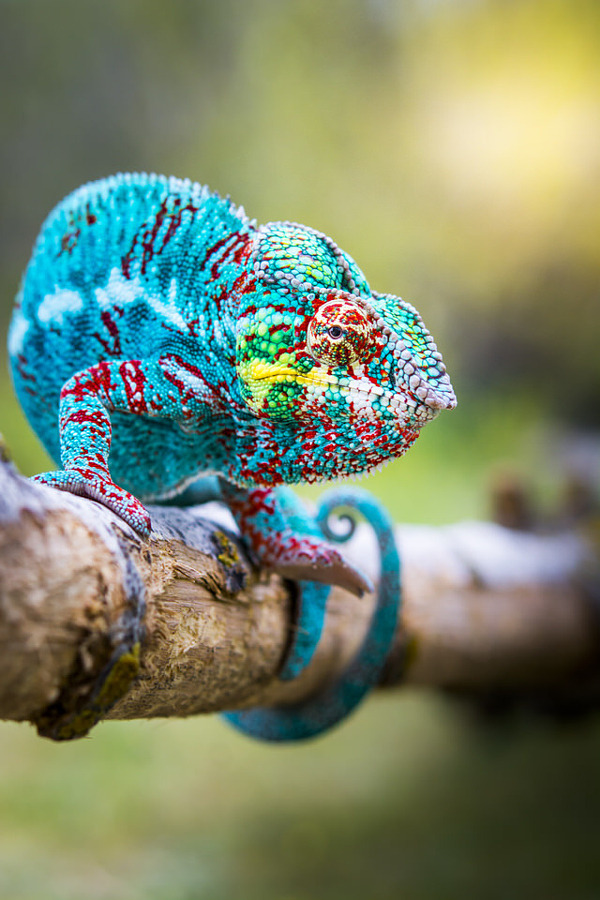 creatures-alive:  Camaleón by Marcu Ovidiu 
