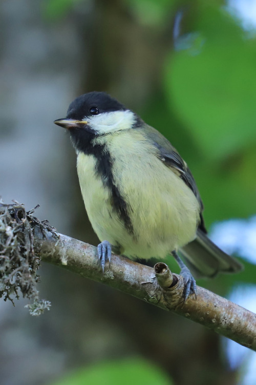 Great tit/talgoxe.