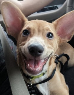 daily-funnyanimals:  Puppy teeth